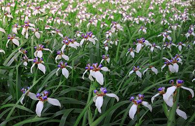 KK官方对战平台 怀旧浪潮来袭，共赴RPG经典地图梦幻之旅！